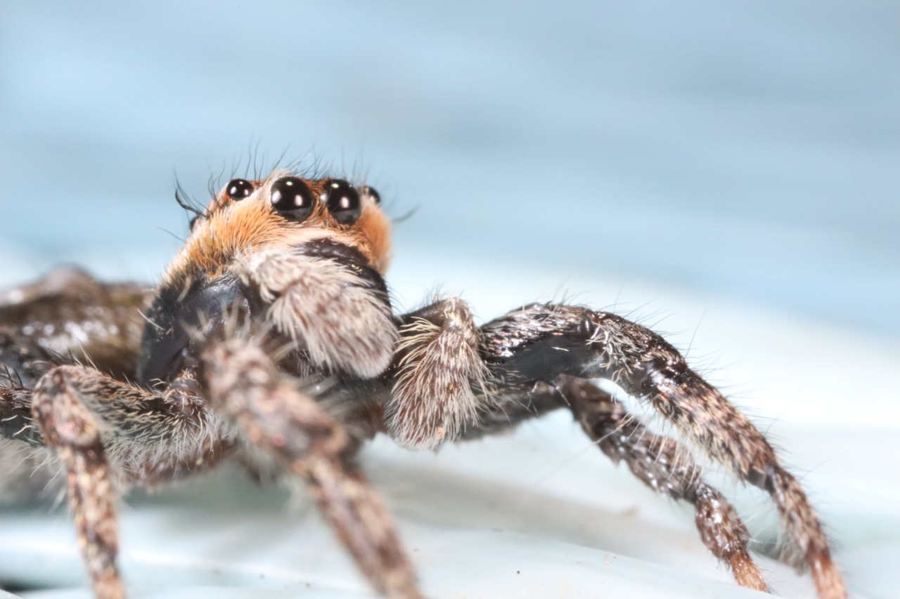 Jumping spider (Salticidae) photographed outside my house